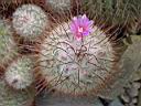 mammilaria bombycina 2.JPG